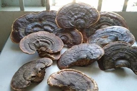 Nấm linh chi to chưa hẳn là tốt