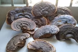 Nấm linh chi to chưa hẳn là tốt