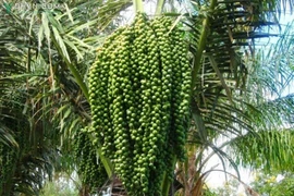 Điều ít ai biết về cây tà vạt đặc biệt của người Cơ Tu