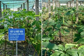 Làm sống lại những cây thuốc truyền thống quý hiếm tại Việt Nam