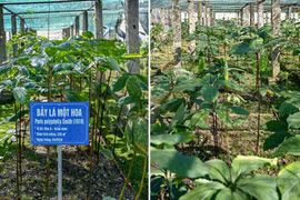 Làm sống lại những cây thuốc truyền thống quý hiếm tại Việt Nam