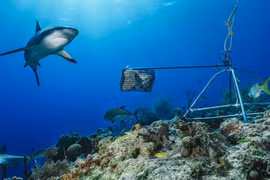 Nguy cơ cá mập rạn san hô "tuyệt chủng về chức năng"