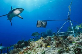 Nguy cơ cá mập rạn san hô "tuyệt chủng về chức năng"