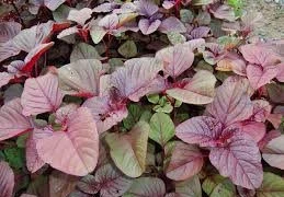 Rau dền giúp trẻ tăng chiều cao