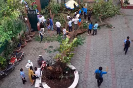 Clip cây phượng đổ đè 18 học sinh trong 5 giây