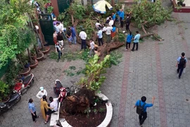 Clip cây phượng đổ đè 18 học sinh trong 5 giây