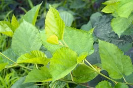 Lá dâu, vừng đen chữa táo