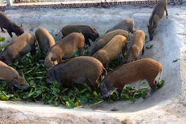 Động vật rừng có cấu tạo sinh học đặc biệt