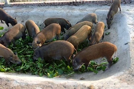 Động vật rừng có cấu tạo sinh học đặc biệt