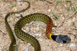 Trẻ 15 tháng tuổi tử vong vì “rắn học trò”