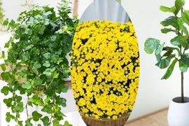 Các loại cây cảnh khắc tinh của bụi mịn