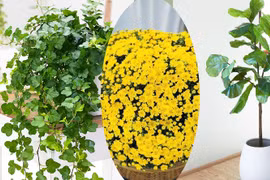 Các loại cây cảnh khắc tinh của bụi mịn