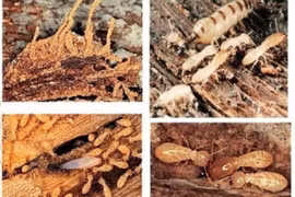 Các vật liệu bị mối tấn công, phá hoại