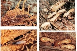 Các vật liệu bị mối tấn công, phá hoại