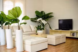 Chăm sóc cây cảnh trồng trong nhà