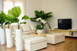 Chăm sóc cây cảnh trồng trong nhà