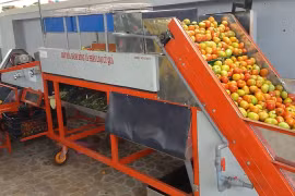 Máy rửa, đánh bóng và phân loại củ quả.