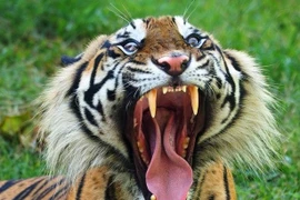 Hổ sổng chuồng ở Indonesia, một nhân viên vườn thú thiệt mạng