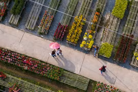 Làng hoa lớn nhất miền Tây vắng chưa từng thấy ngày giáp Tết