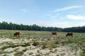 Dự án bất động sản 'ma' lại nở rộ: Người mua lao đao