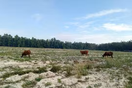 Dự án bất động sản 'ma' lại nở rộ: Người mua lao đao