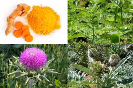 Thuốc Nam chữa viêm gan