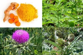 Thuốc Nam chữa viêm gan