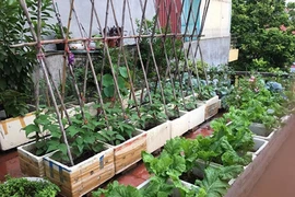 Lưu ý chăm sóc rau tại nhà