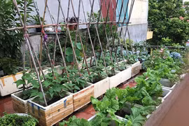 Lưu ý chăm sóc rau tại nhà