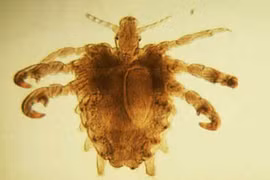 Những loại bệnh khiến đàn ông ngứa điên vùng kín