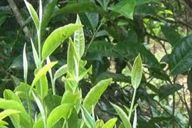 Nguyên liệu chế biến chè vàng