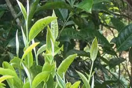 Nguyên liệu chế biến chè vàng