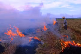 Chế phẩm vi sinh xử lý rơm rạ