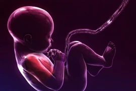 Theo dõi cử động thai nhi để xử lý kịp thời dây rốn thắt nút