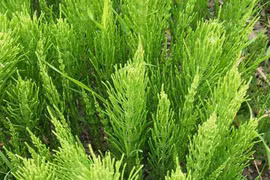 Cỏ tháp bút trị can thận đều hư