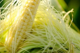 Sạn mật, sạn gan nên dùng râu ngô 