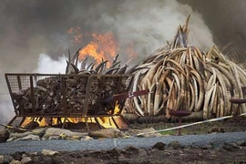 Ngà voi, sừng tê giác buôn lậu sẽ bị tiêu hủy