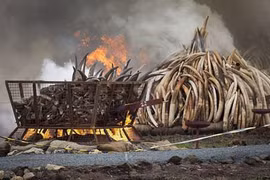 Ngà voi, sừng tê giác buôn lậu sẽ bị tiêu hủy
