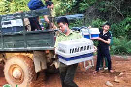  83 cá thể động vật hoang dã được tái thả lại tự nhiên