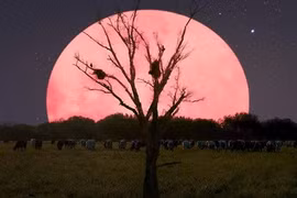  Sự thật về Trăng tròn tháng 4