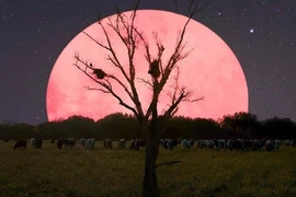  Sự thật về Trăng tròn tháng 4