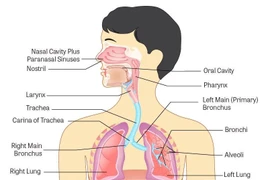 Những tế bào nào bị SARS-CoV-2 tấn công?