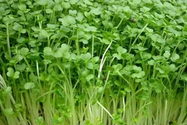 Thực phẩm điều trị xơ vữa động mạch 