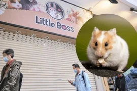 Biến thể Omicron dường như đã tích lũy đột biến trên động vật 