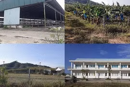 Trại bò nghìn tỷ liên quan ông Trần Bắc Hà giờ thành vườn chuối