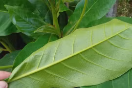  Ngâm lá bàng chữa nước ăn chân