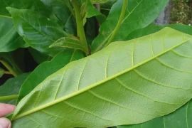  Ngâm lá bàng chữa nước ăn chân