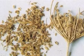 Hạc sắt điều trị đau bụng giun 