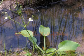 Trạch tả trị bệnh thận