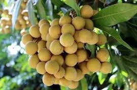 Hoạt chất bảo quản nhãn